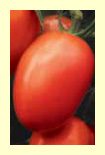 tomate.jpg