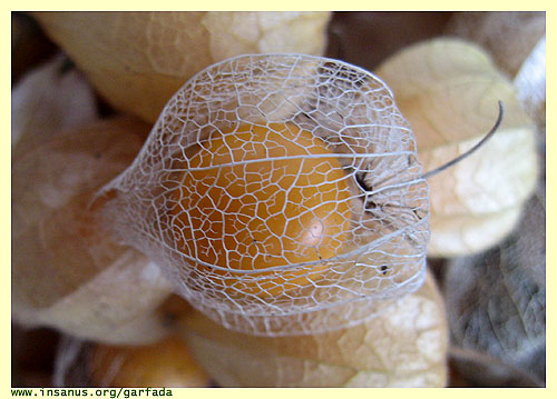 physalis.jpg