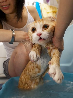 wet_cat_5.jpg